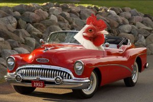 Computer simulation of ancient hermaphrodite chicken